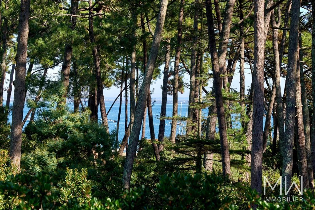 BELLE VUE SUR LE BASSIN  A TRAVERS LA PINEDE